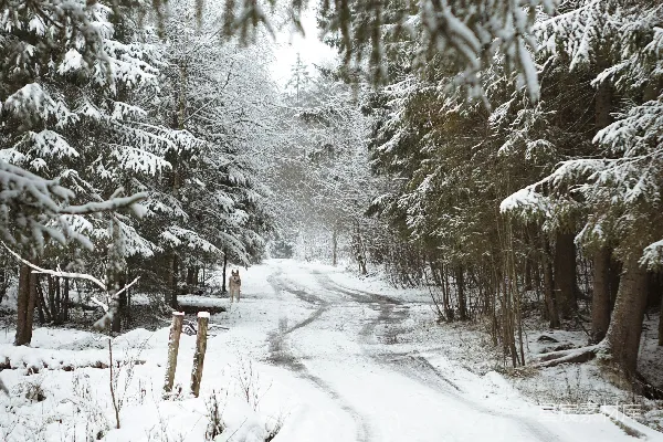 高清摄影 雪地中的森林小径