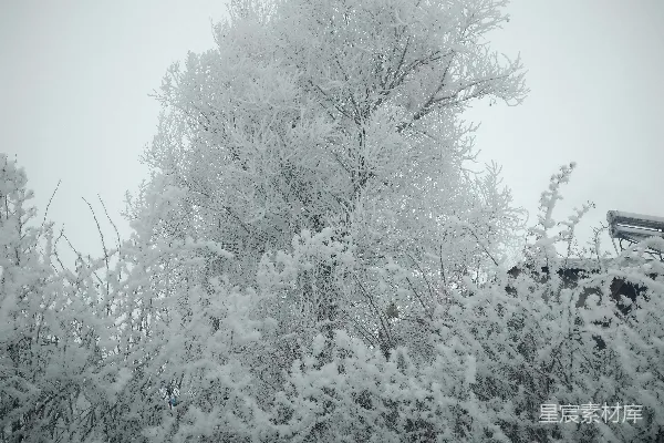 高清摄影 冬日雪景中的冰凌树