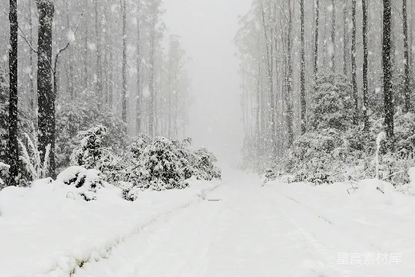 高清摄影 雪中的林间小道