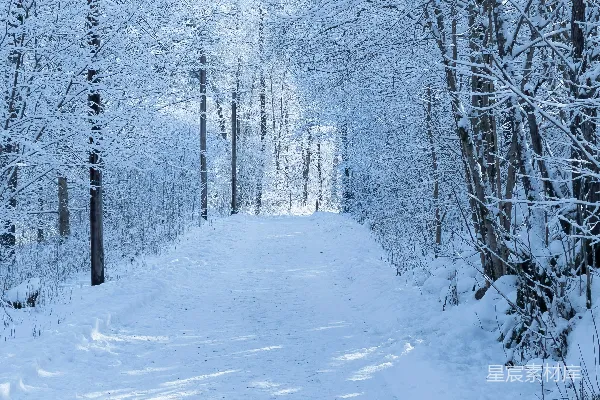 高清摄影 雪后的森林小径