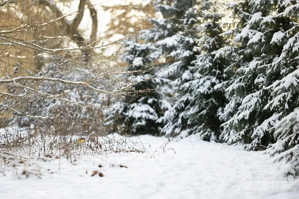 高清摄影 冬日雪景中的静谧森林