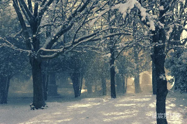 高清摄影 冬日雪景中的静谧森林