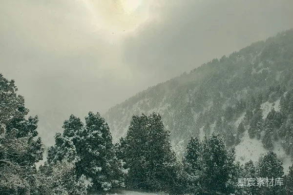 高清摄影 雪景中的松树林