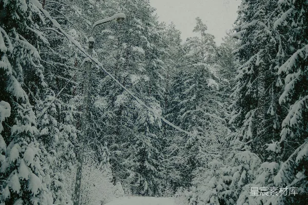 高清摄影 冬日雪景中的森林小径