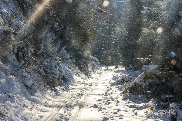 高清摄影 冬日森林雪景