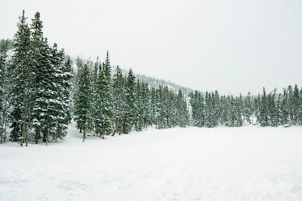 高清摄影 冬日森林雪景