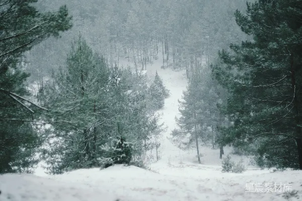 高清摄影 雪中松林小道
