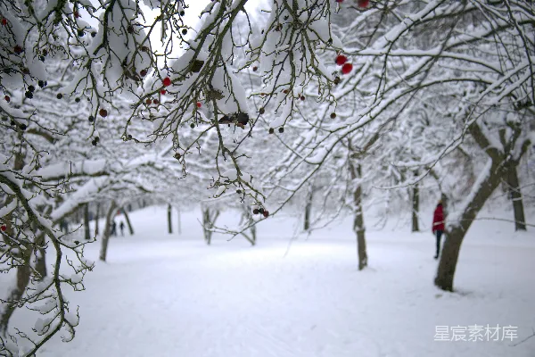 高清摄影 雪后树下的宁静