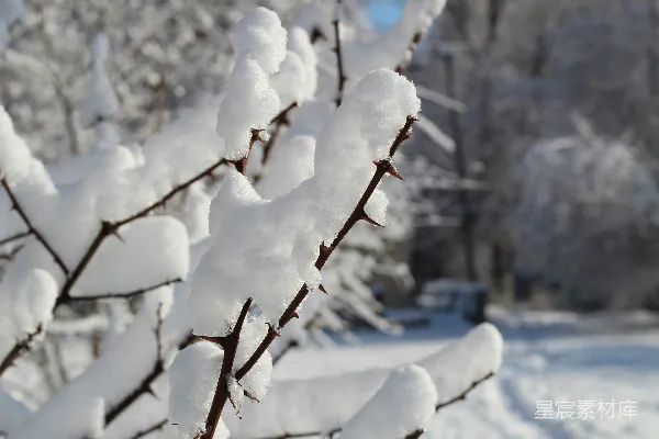 高清摄影 冬日雪景中的荆棘