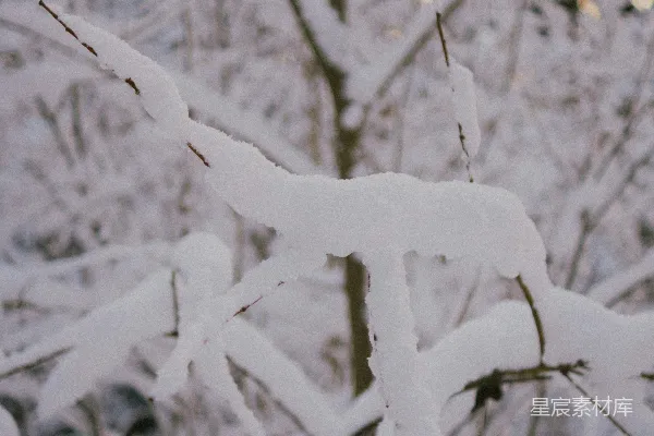 高清摄影 雪中的树枝