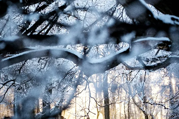 高清摄影 冬日雪景中的宁静时光