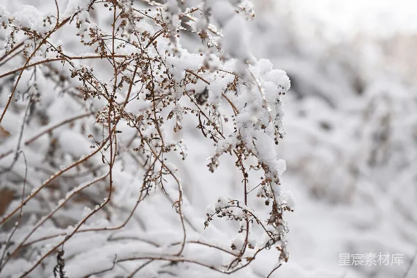高清摄影 雪中的植物