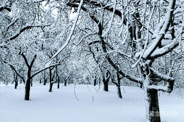 高清摄影 冬日雪景中的树木