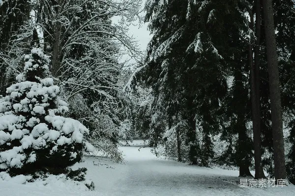 高清摄影 冬日雪景中的森林小径