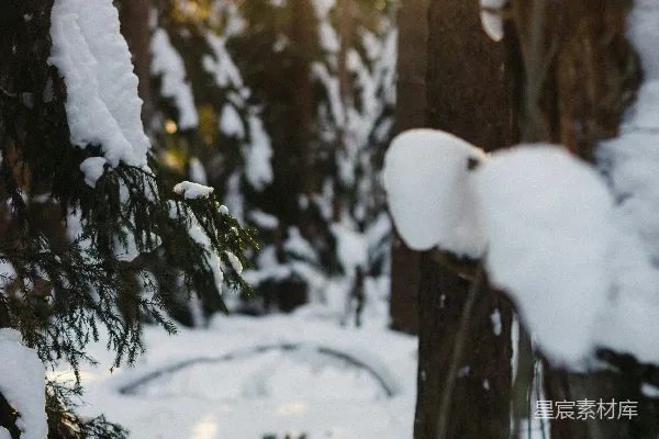 高清摄影 冬日阳光下的雪林小径