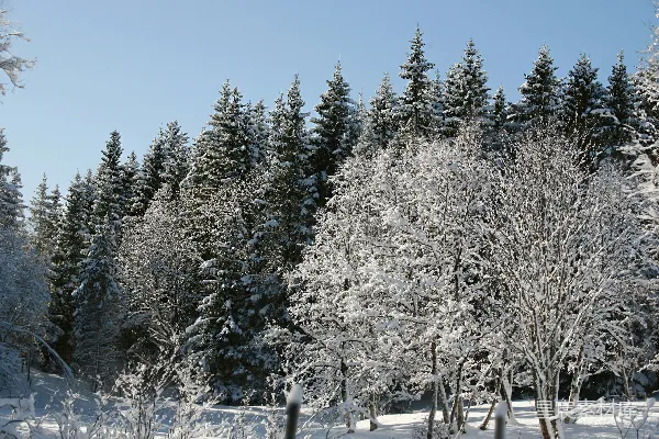 高清摄影 冬日雪林