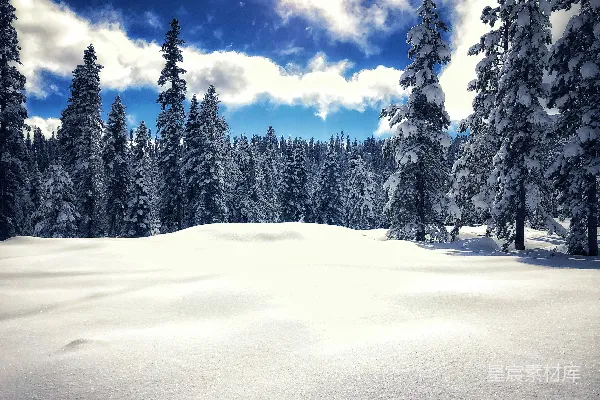 高清摄影 雪景中的松树林