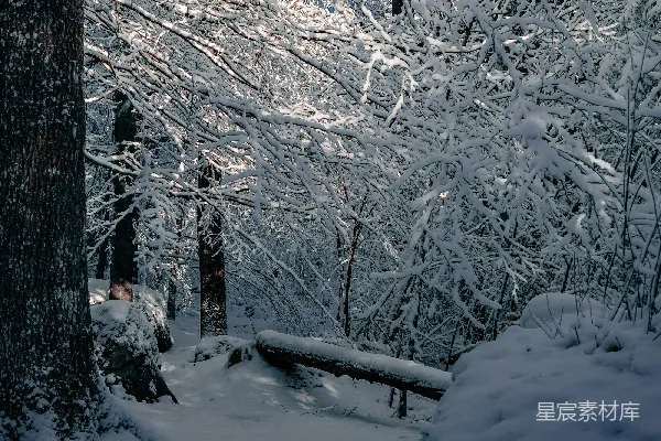 高清摄影 冬日雪景中的森林小径