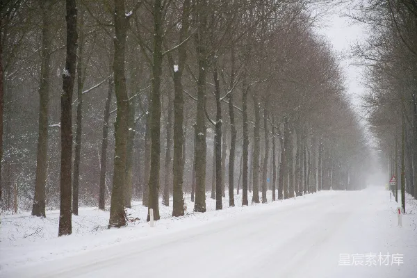 高清摄影 冬日雪景中的林荫道