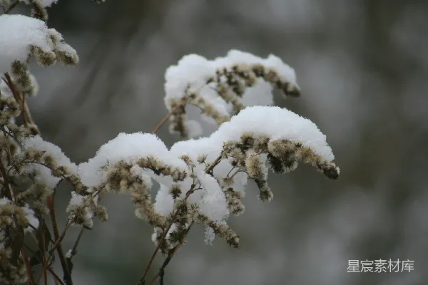 高清摄影 冬日雪中的植物