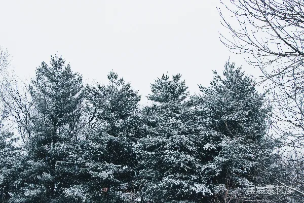 高清摄影 冬日雪景