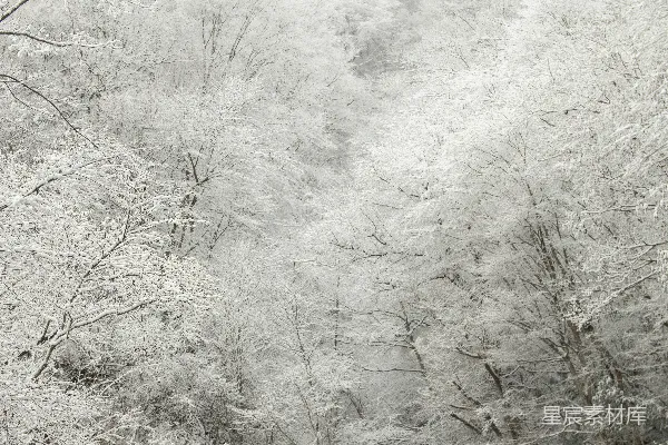 高清摄影 雪后森林