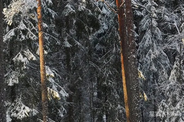 高清摄影 冬日雪林中的温暖阳光