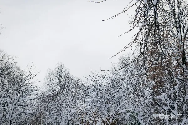 高清摄影 冬日雪景