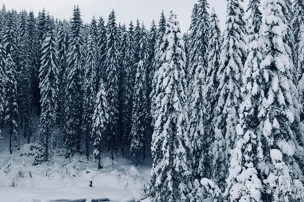 高清摄影 雪后的松树林