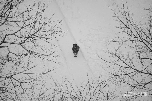 高清摄影 雪地独行