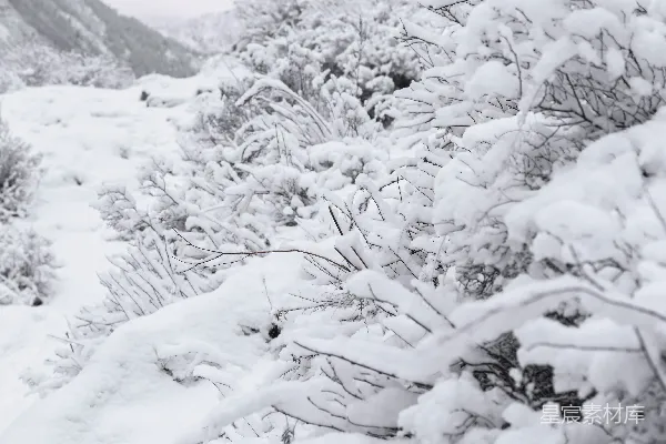 高清摄影 冬日雪景：静谧的山林