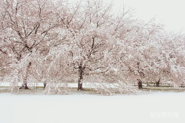 高清摄影 冬日樱花雪景
