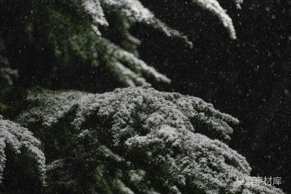 高清摄影 冬日松树雪景