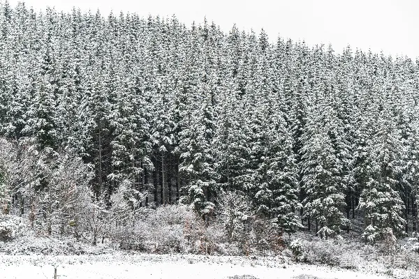高清摄影 冬日雪景中的松树林