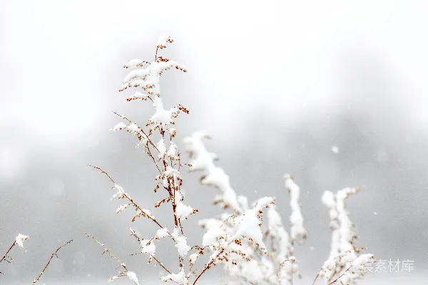 高清摄影 冬日雪景中的枯草