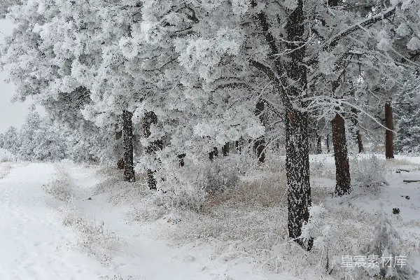 高清摄影 冬日雪景中的松树林