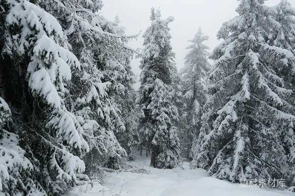 高清摄影 雪中的松林