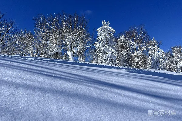 高清摄影 冬日雪景下的树影