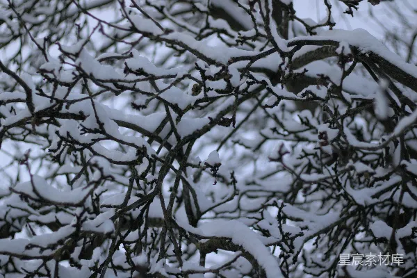 高清摄影 冬日雪景中的树枝