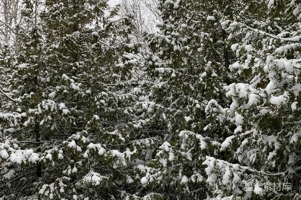 高清摄影 冬日雪景中的松树