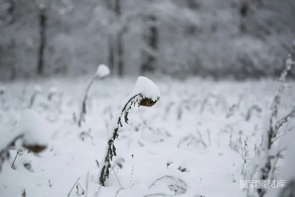 高清摄影 冬日里的雪地花