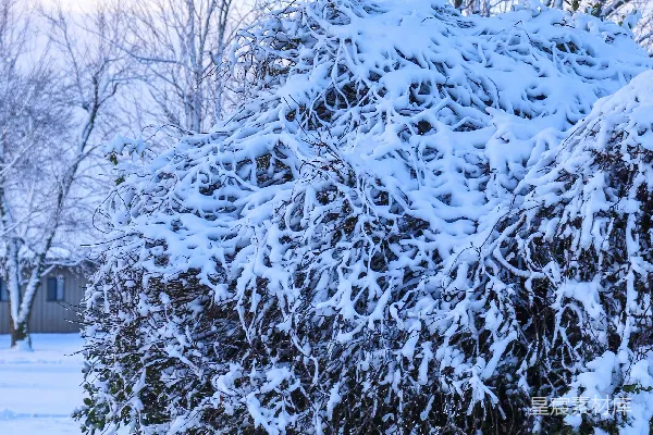 高清摄影 雪中冬日的绿色植物