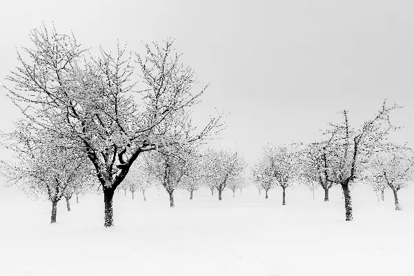 高清摄影 冬日雪景中的静谧果园