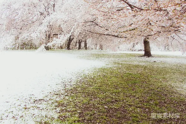高清摄影 樱花树下的雪景