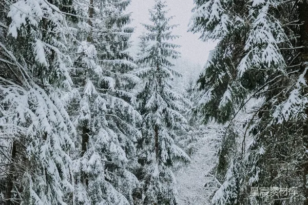 高清摄影 雪后的松树林
