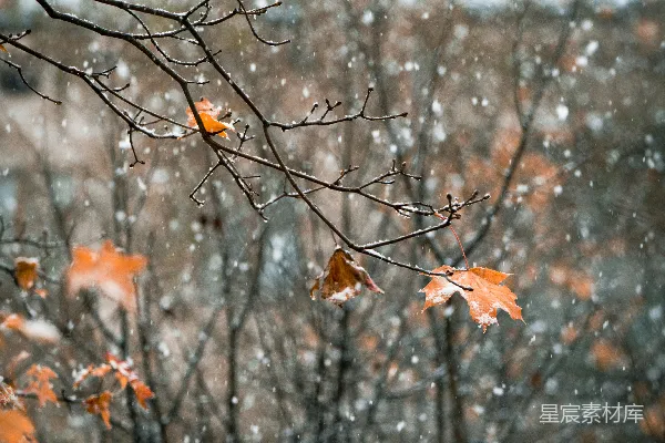 高清摄影 秋末冬初的雪景
