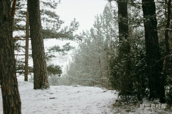 高清摄影 雪后的松树林