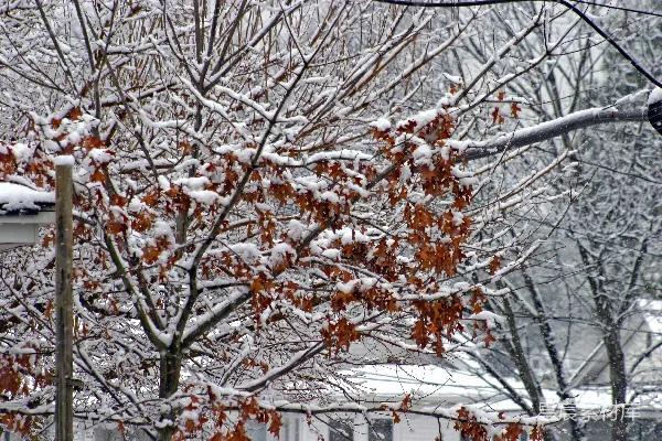 高清摄影 冬日雪景中的枫叶