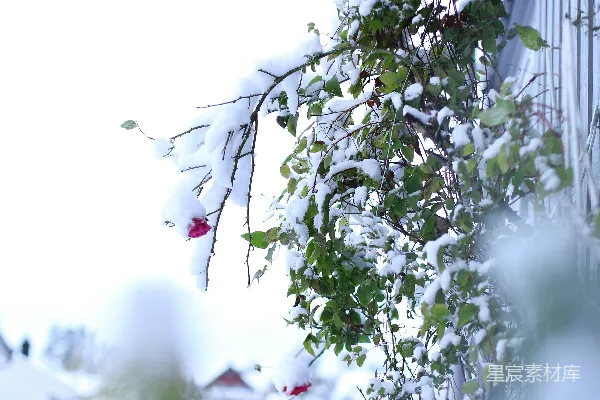 高清摄影 冬日里的雪与花