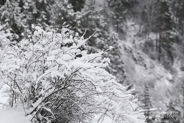 高清摄影 冬日雪景中的灌木丛